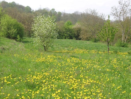 Pommier et pissenlits en fleurs dans un verger derrière le gîte en alsace